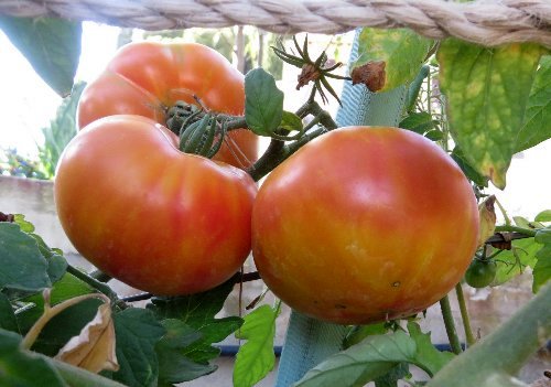 Solanum lycopersicum - les tomates - Page 4 Aoyt_212