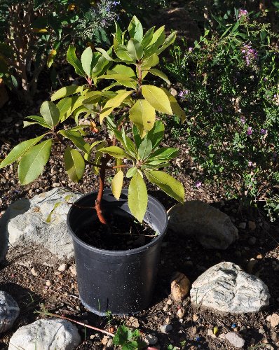 Melia azedarach, Arbutus marina, Salvia puberula [devinette] Arbutu10