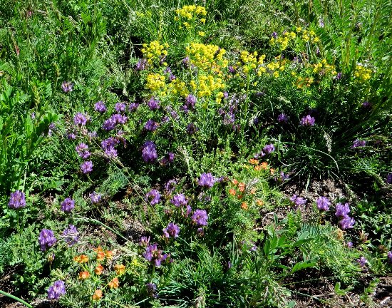 prairies alpines début juin dans le Briançonnais (05) Astrag10