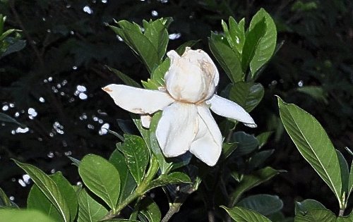 Gardenia rustiques Copy_113