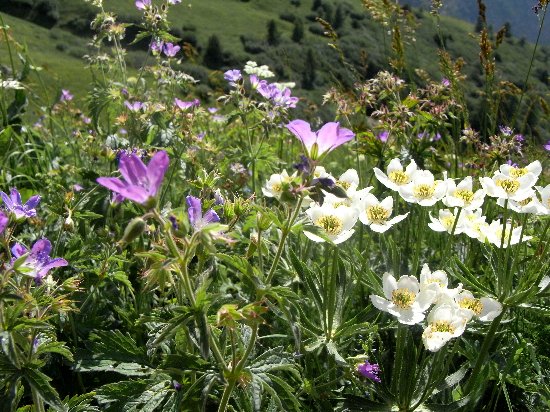 prairies alpines début juin dans le Briançonnais (05) Copy_o17