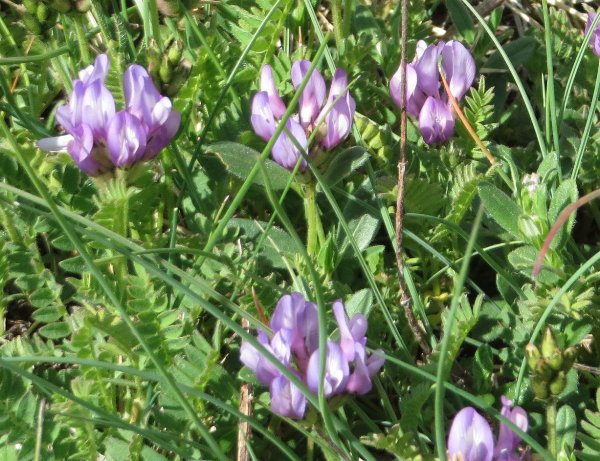 prairies alpines début juin dans le Briançonnais (05) Copy_o22