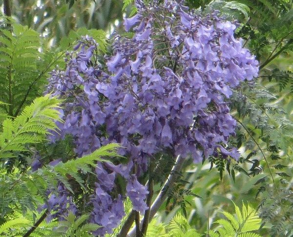 jacaranda - Jacaranda mimosifolia Copy_o29