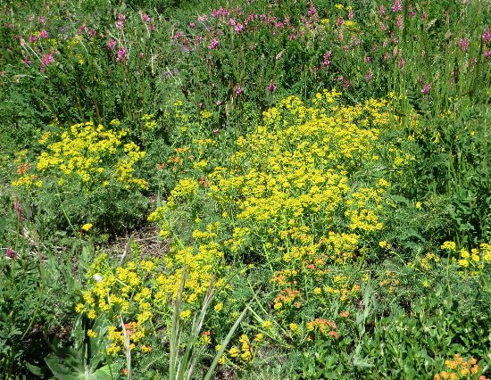 prairies alpines début juin dans le Briançonnais (05) Euphor10