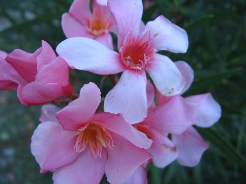 Nerium oleander - laurier rose Fin_ao12