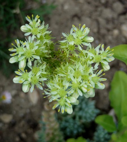 Petrosedum sediforme (ex Sedum) - orpin de Nice Juille17