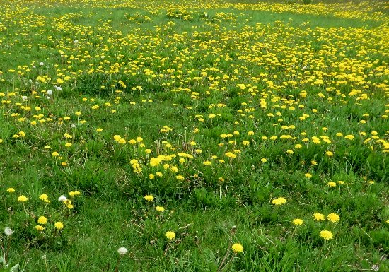 prairies alpines début juin dans le Briançonnais (05) Juin_211