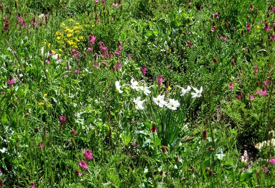 prairies alpines début juin dans le Briançonnais (05) Juin_212