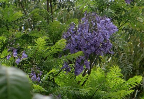 jacaranda - Jacaranda mimosifolia Juin_237