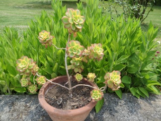 Aeonium haworthii 'Kiwi' Juin_273