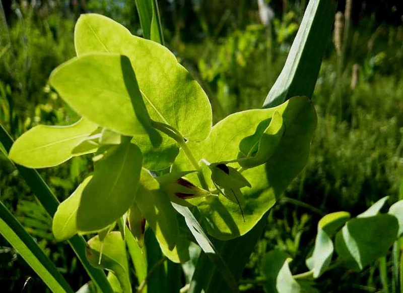 Cerinthe minor - petit mélinet Myline10