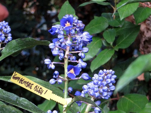 Dichorisandra thyrsiflora - gingembre bleu Octobr25