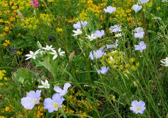 prairies alpines début juin dans le Briançonnais (05) Ornith10