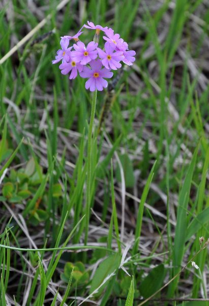 prairies alpines début juin dans le Briançonnais (05) Primul11