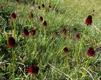 prairies alpines début juin dans le Briançonnais (05) Rimg5610