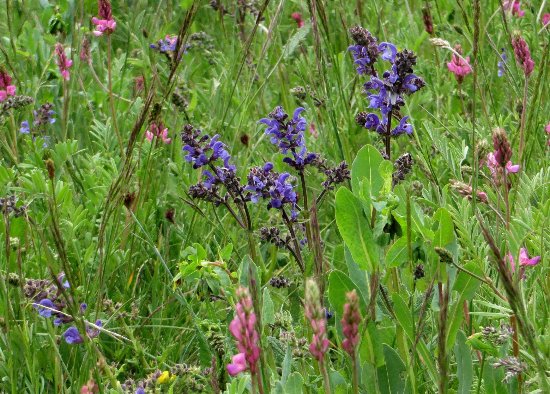 prairies alpines début juin dans le Briançonnais (05) Salvia10
