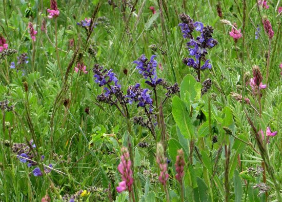 prairies alpines début juin dans le Briançonnais (05) Salvia10