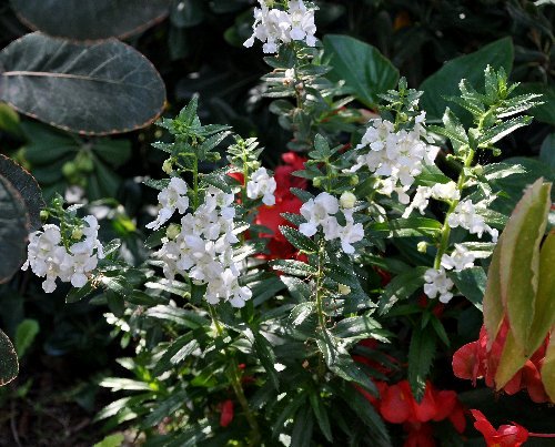 Angelonia angustifolia Septem28