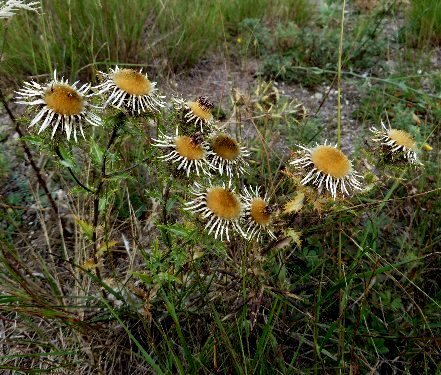 carline - Carlina vulgaris - carline commune Septem60