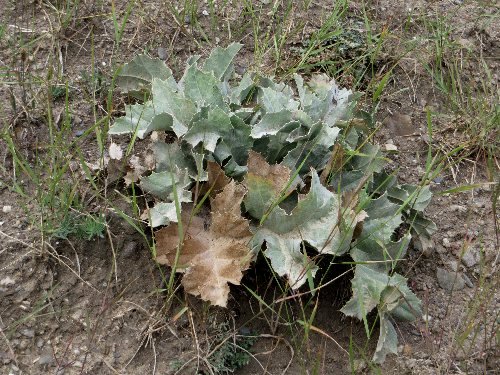 Carlina acanthifolia - cardabelle Septem61