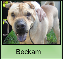 Beckam 10 ans (38) S.P.A du Dauphiné 89618-10