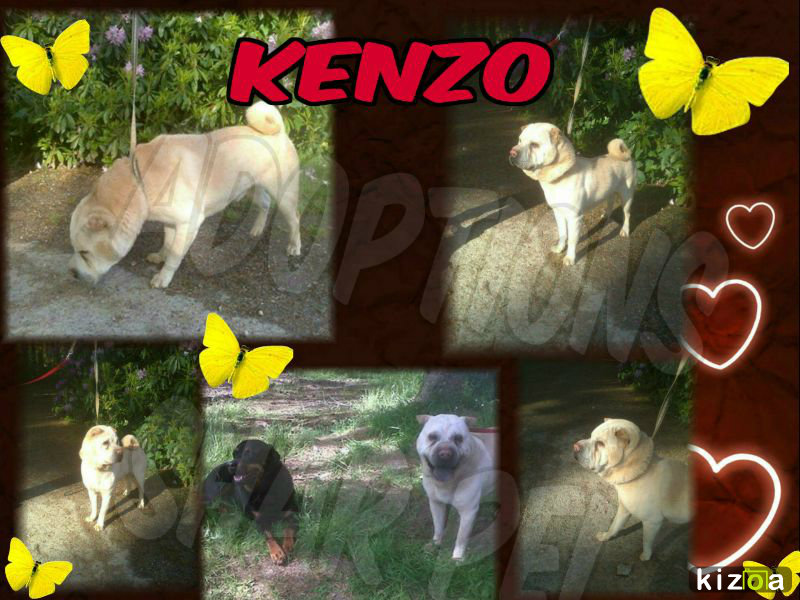 Kenzo 2ans 1/2 (22) Refuge du Penthievre Get-at37