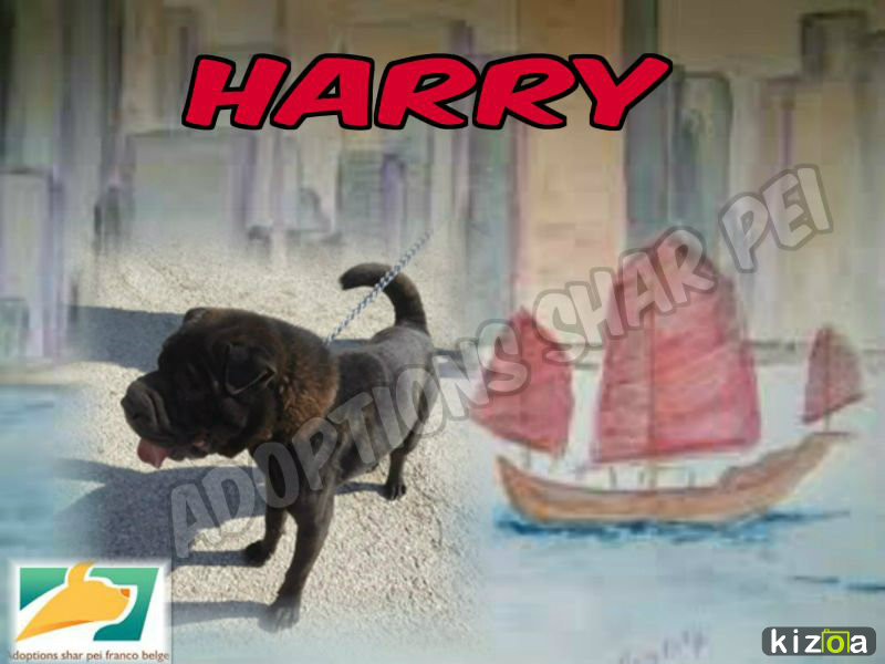 Harry 2 ans (59) S.P.A de Dunkerque Get-at64