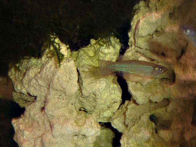 Procatopus aberrans Procat11