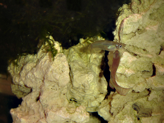 Procatopus aberrans Procat12