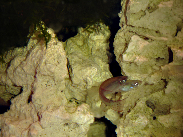 Procatopus aberrans Procat13