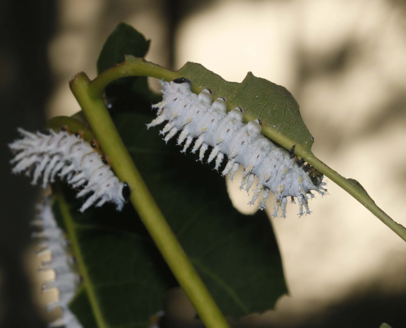 Suvi d'élevage : COSCINOCERA HERCULES L310