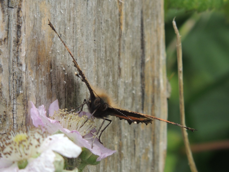 Ah les jolie papillons Dscn9915