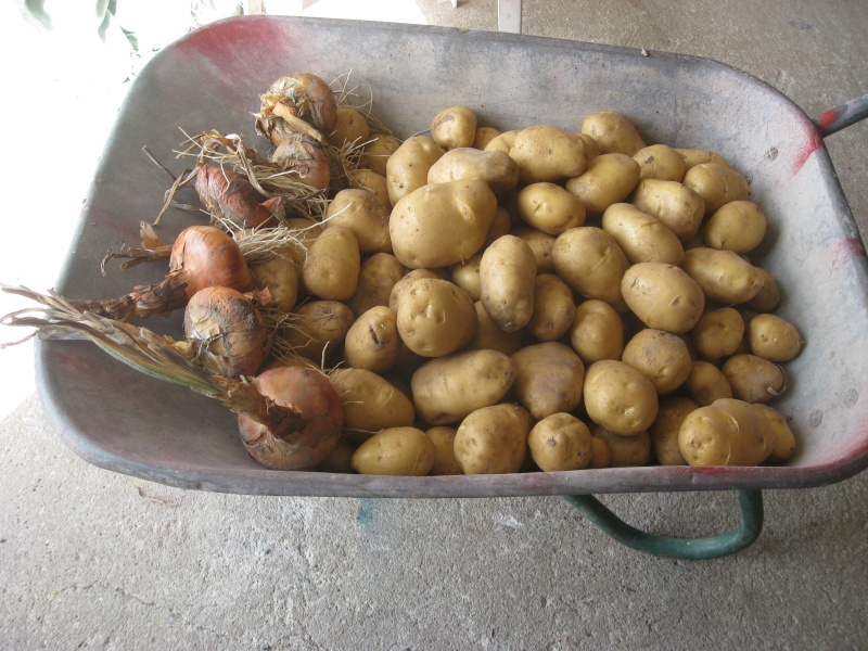 les patates Img_0516