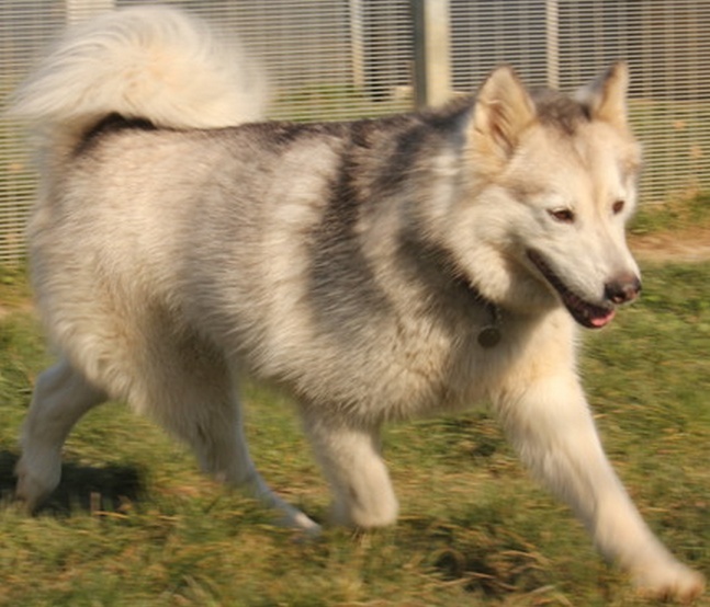 MAYA, HUSKY, gentille, pas de chats née le 29.05.2006 REFU Suisse ADOPTé Captur11