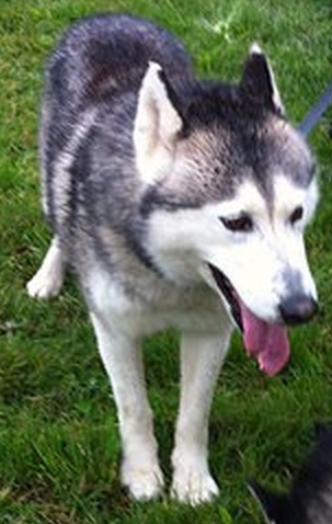 SEEKOO, Husky (m), né le 30.03.2006 REFU Suisse Seekoo10