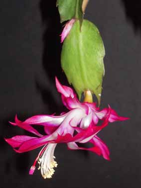 floraison d'un Schlumbergera Hunter10