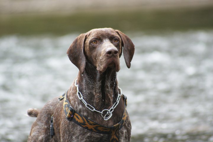 joey,male braque allemand,8 ans et 4 ans de refuge!!a adopter (il est ds le 63) 46496_10