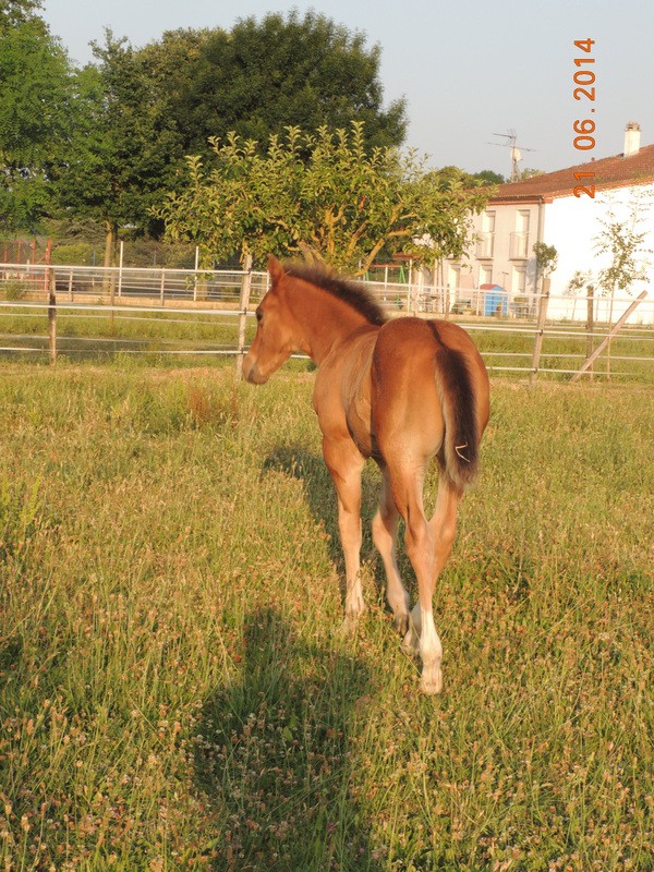 Les poulains né à l'Appaloosa IJ Farm - Page 2 00110