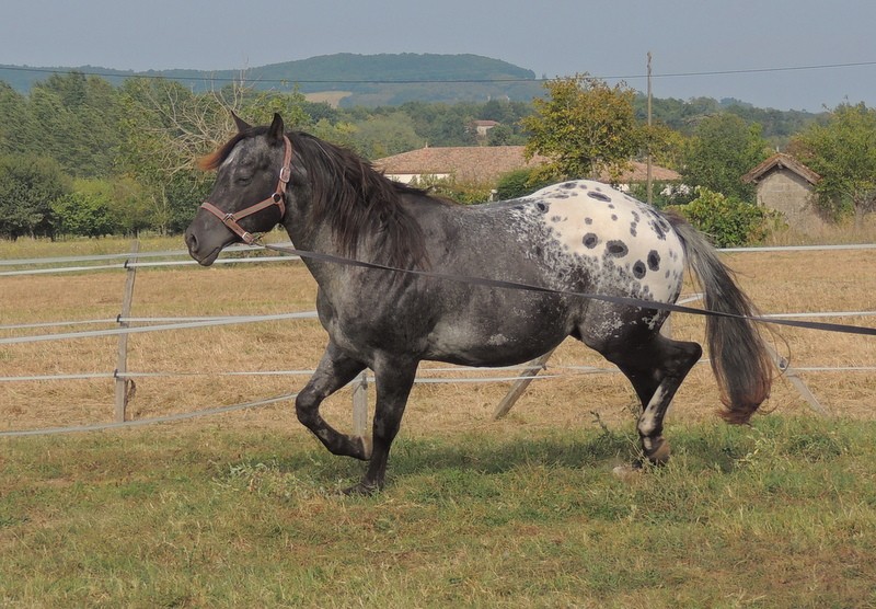 Les chevaux de l'Appaloosa IJ Farm - Page 3 02212