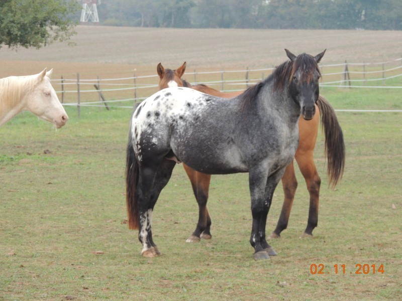 Les chevaux de l'Appaloosa IJ Farm - Page 4 02610