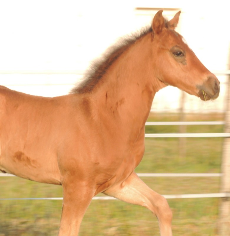 Les poulains né à l'Appaloosa IJ Farm - Page 2 04510