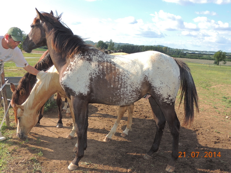 Les poulains né à l'Appaloosa IJ Farm - Page 3 Dodge12