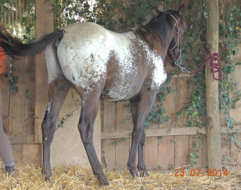 Les poulains né à l'Appaloosa IJ Farm - Page 3 Dodge_30