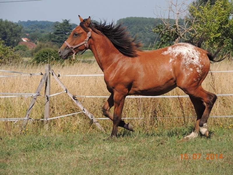 Les poulains né à l'Appaloosa IJ Farm - Page 3 Dynami36