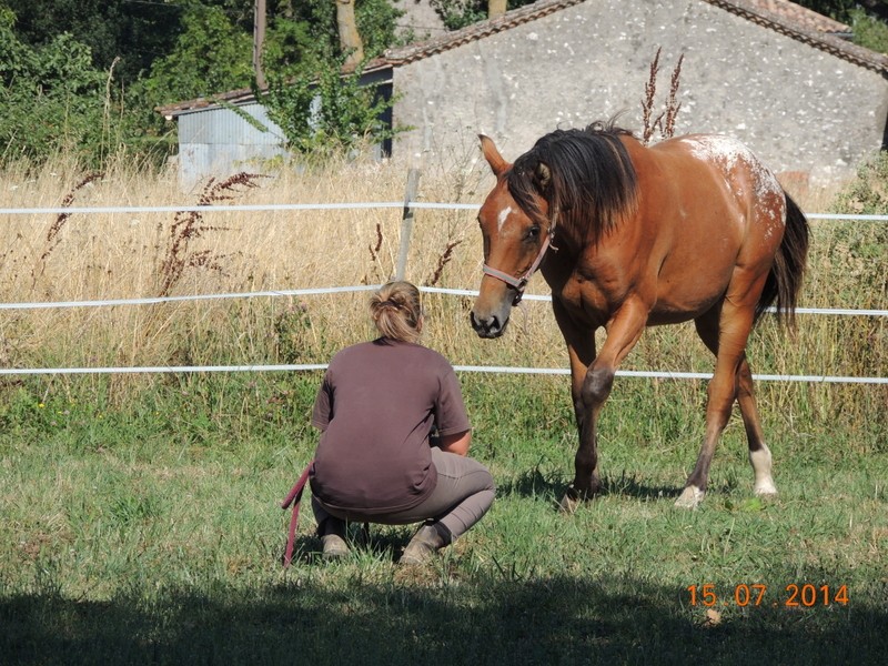 Les poulains né à l'Appaloosa IJ Farm - Page 3 Dynami38