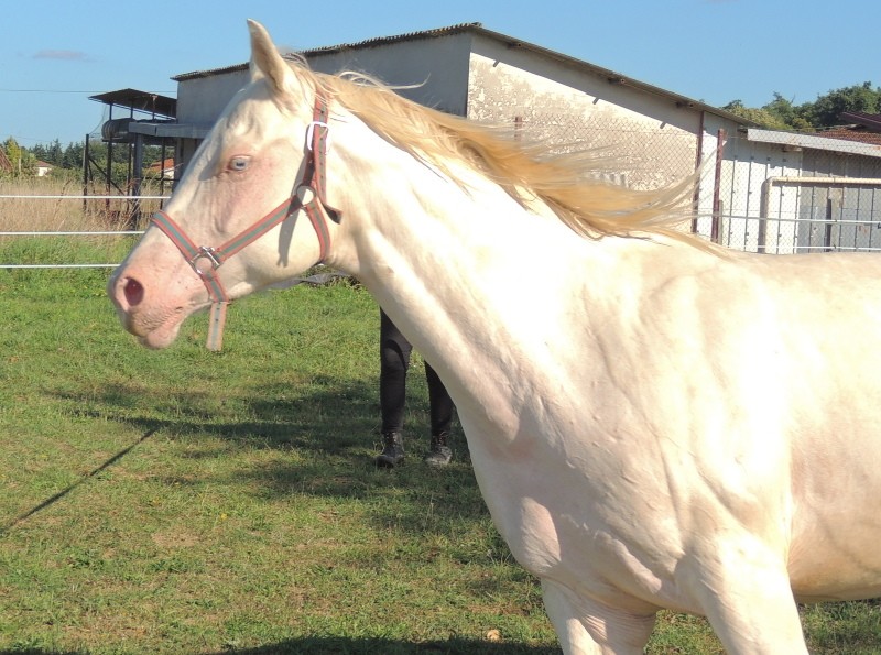 Les chevaux de l'Appaloosa IJ Farm - Page 3 Glitte46