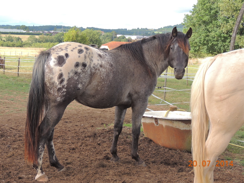Les chevaux de l'Appaloosa IJ Farm - Page 3 Undy_412
