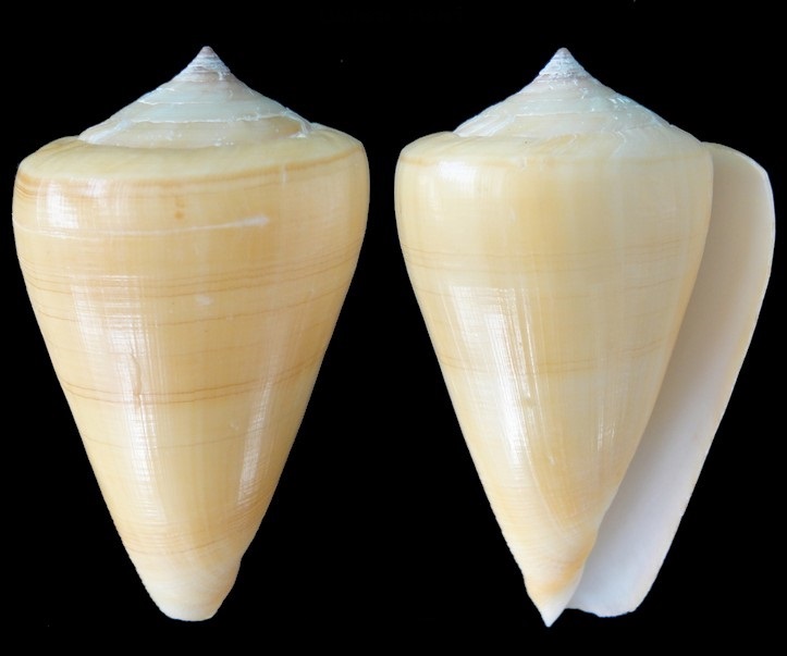 Conus (Lividoconus) quercinus albonerosus  (Garrard, 1966) Conus_11