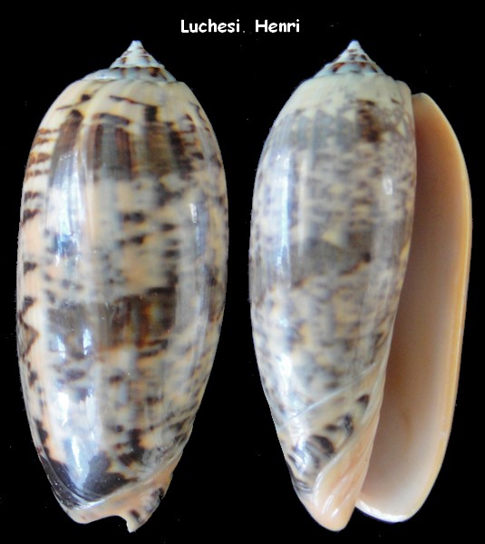 Miniaceoliva tremulina flammeacolor (Petuch & Sargent, 1986) - Worms = Miniaceoliva flammeacolor (Petuch & Sargent, 1986) Oliva_11