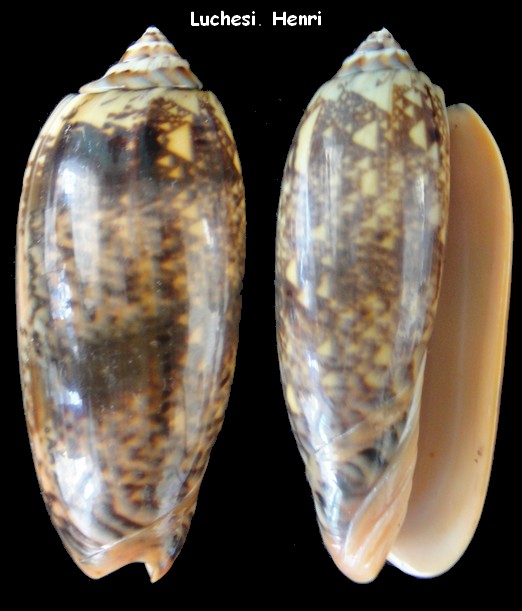 Miniaceoliva tremulina flammeacolor (Petuch & Sargent, 1986) - Worms = Miniaceoliva flammeacolor (Petuch & Sargent, 1986) Oliva_12